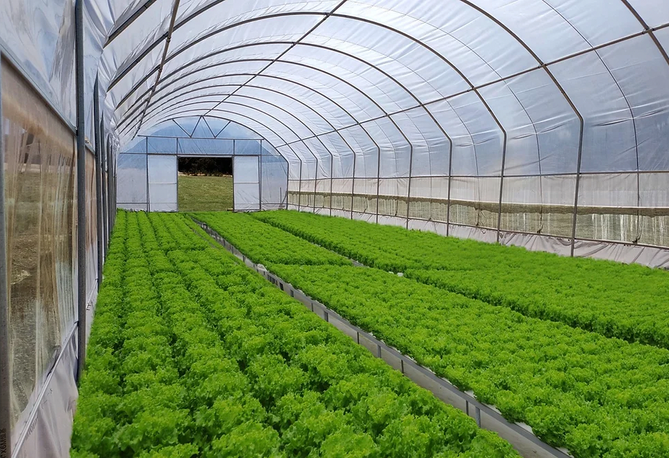 Polytunnel (6m x12.25m length)