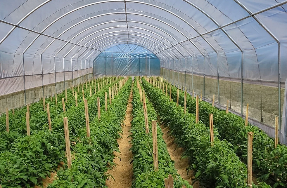 Polytunnel (6m x18m length)