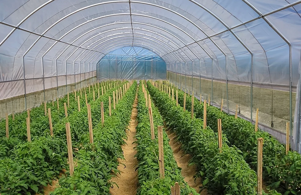 Polytunnel (6m x23.75m)
