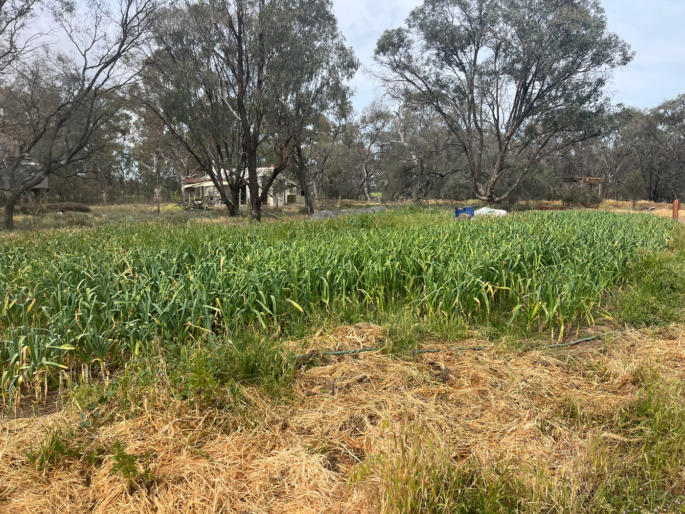 Fresh Purple Garlic – Hand Grown in Fernihurst, Australia (Seasonal Harvest)