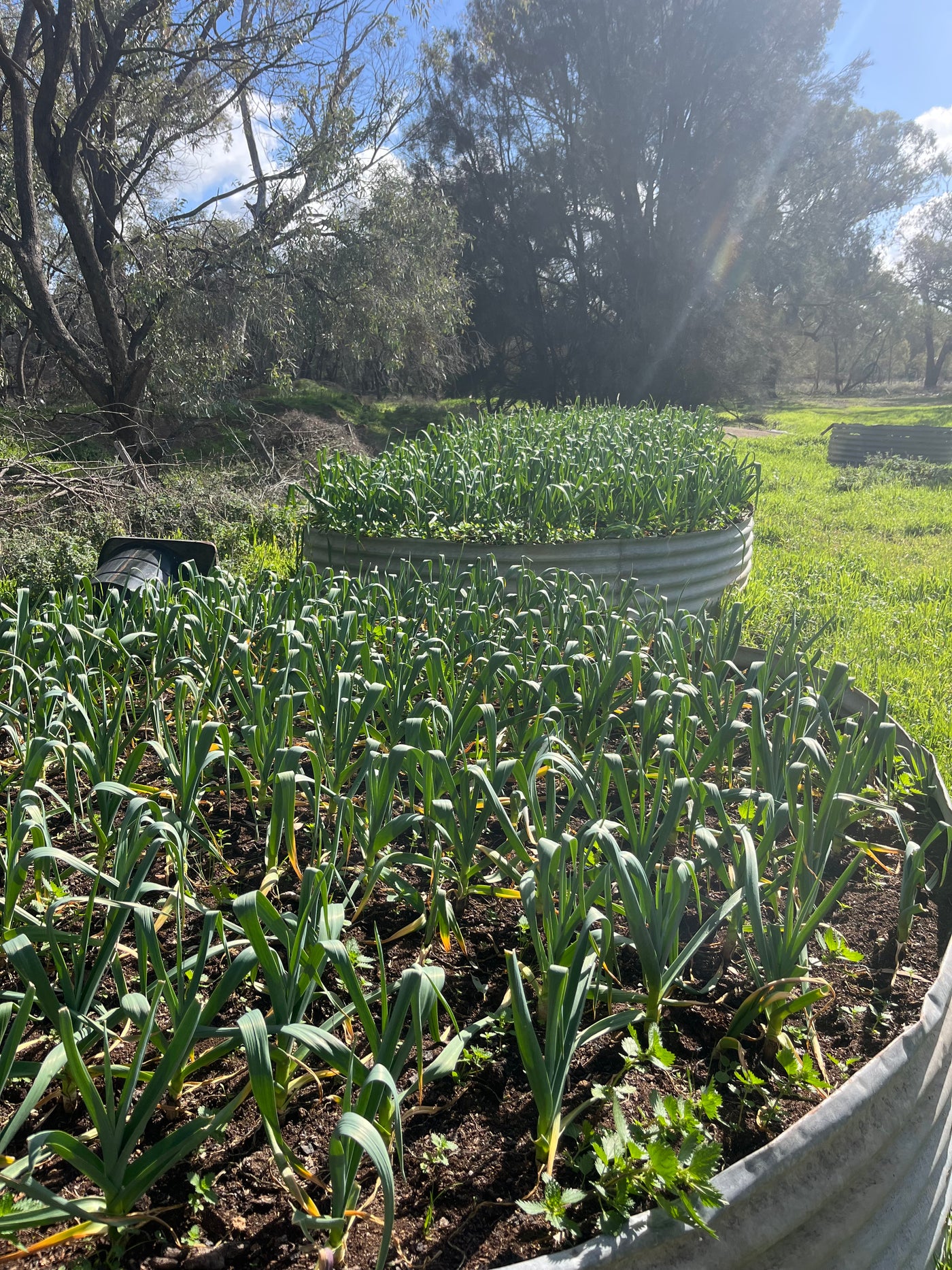 Fresh Purple Garlic – Hand Grown in Fernihurst, Australia (Seasonal Harvest)