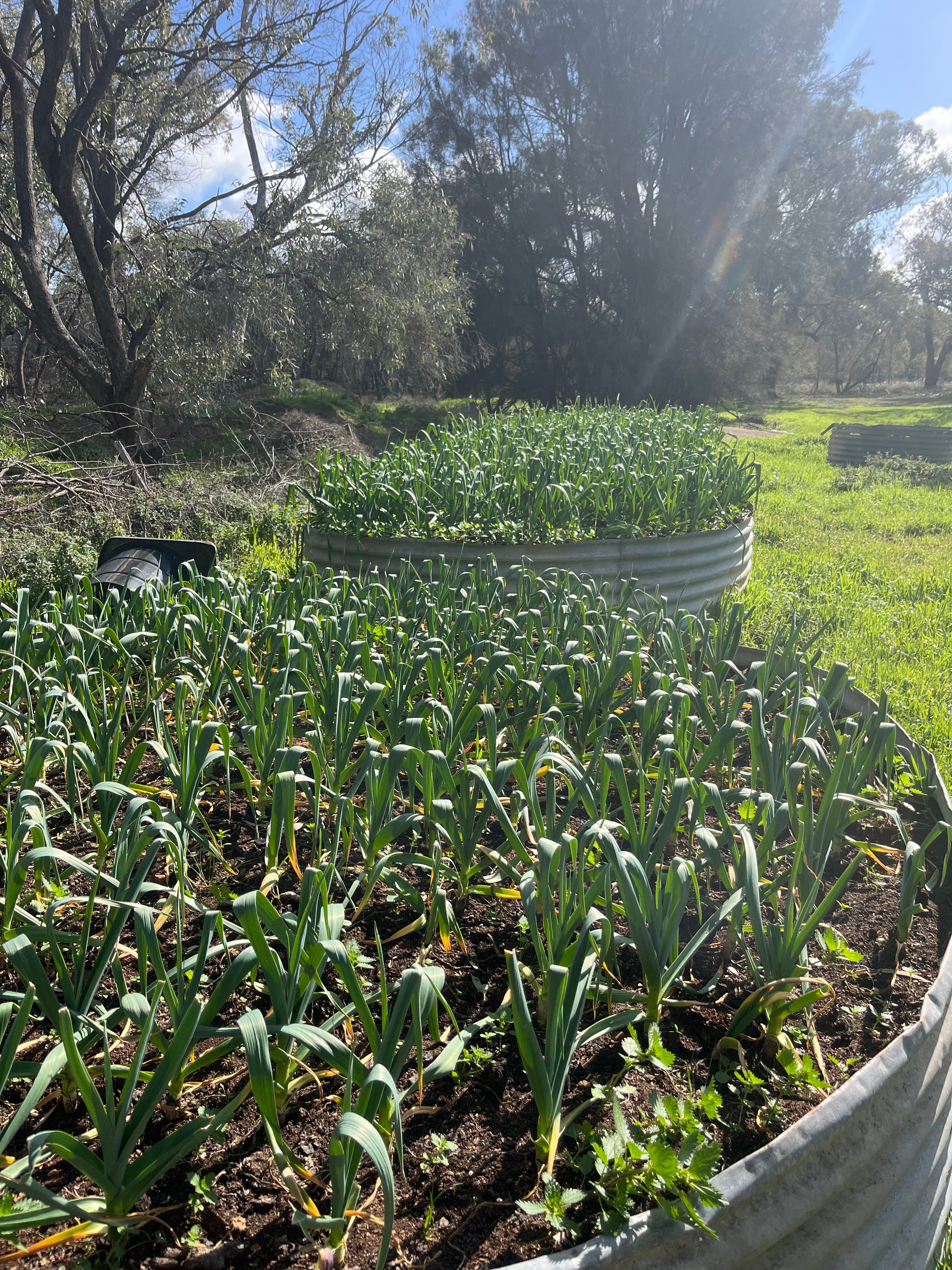 Fresh Purple Garlic – Hand Grown in Fernihurst, Australia (Seasonal Harvest)