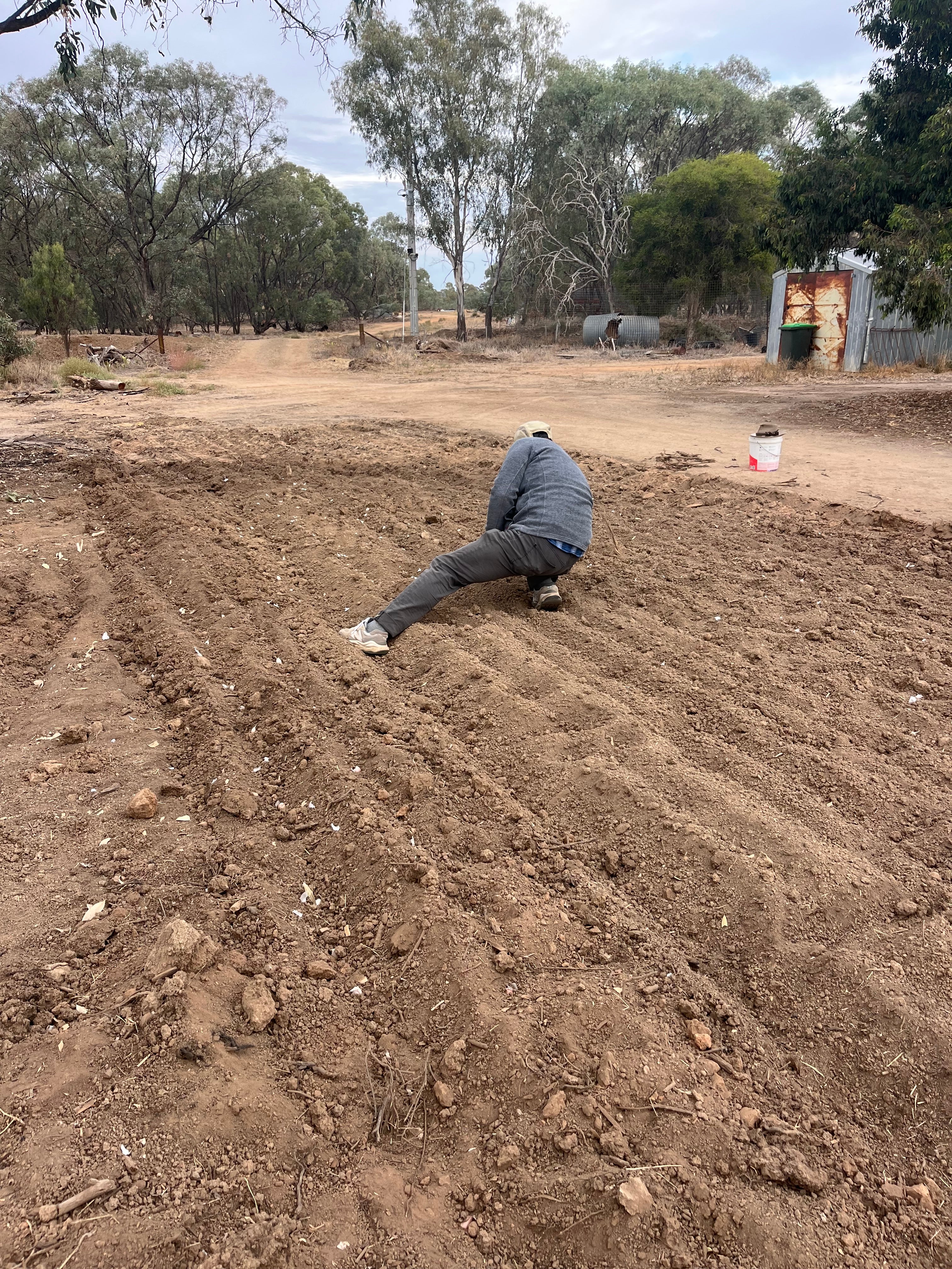 Fresh Purple Garlic – Hand Grown in Fernihurst, Australia (Seasonal Harvest)