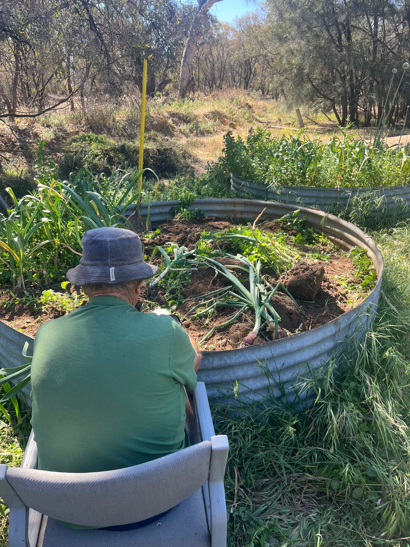 Fresh Purple Garlic – Hand Grown in Fernihurst, Australia (Seasonal Harvest)