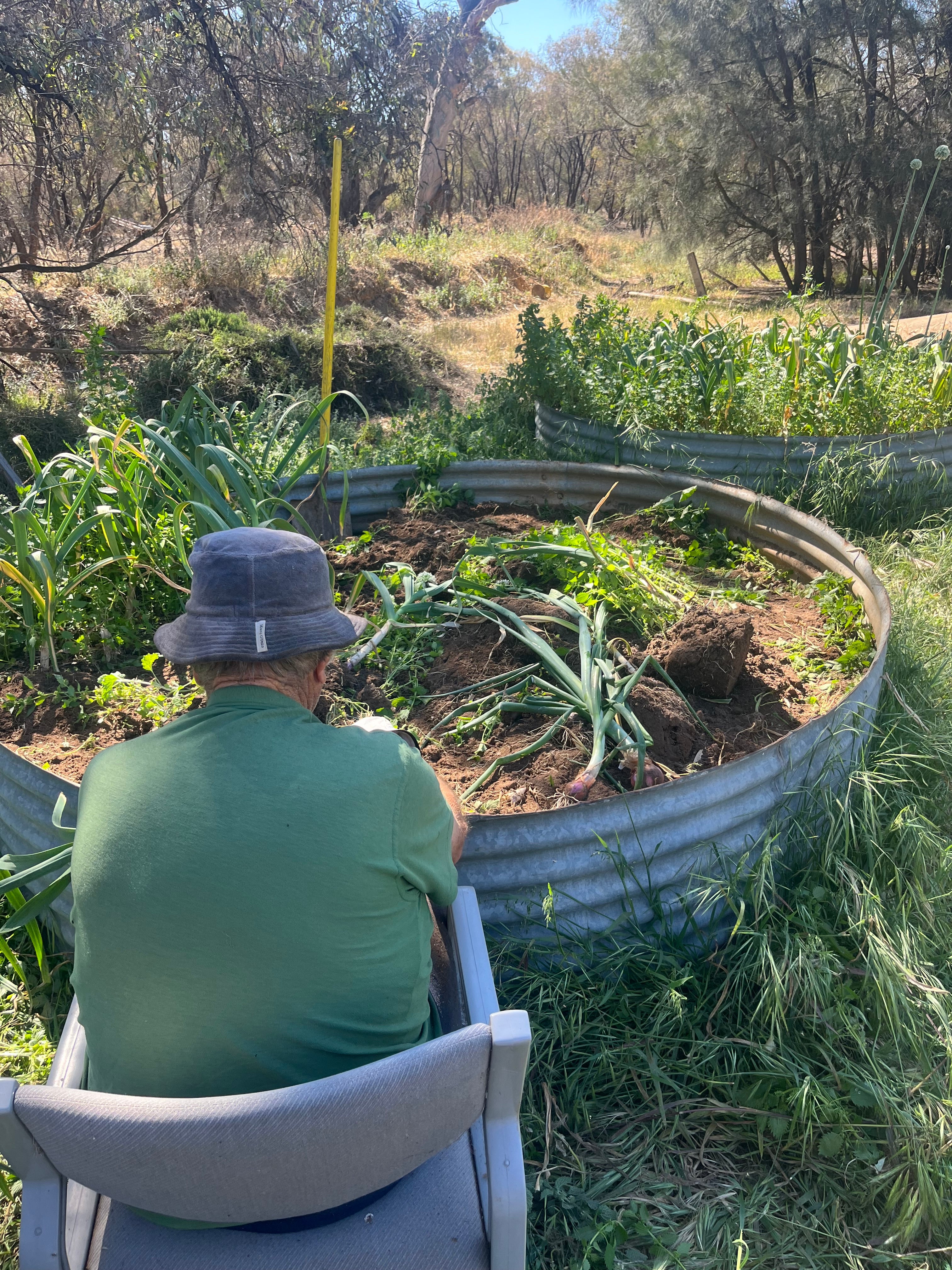 Fresh Purple Garlic – Hand Grown in Fernihurst, Australia (Seasonal Harvest)