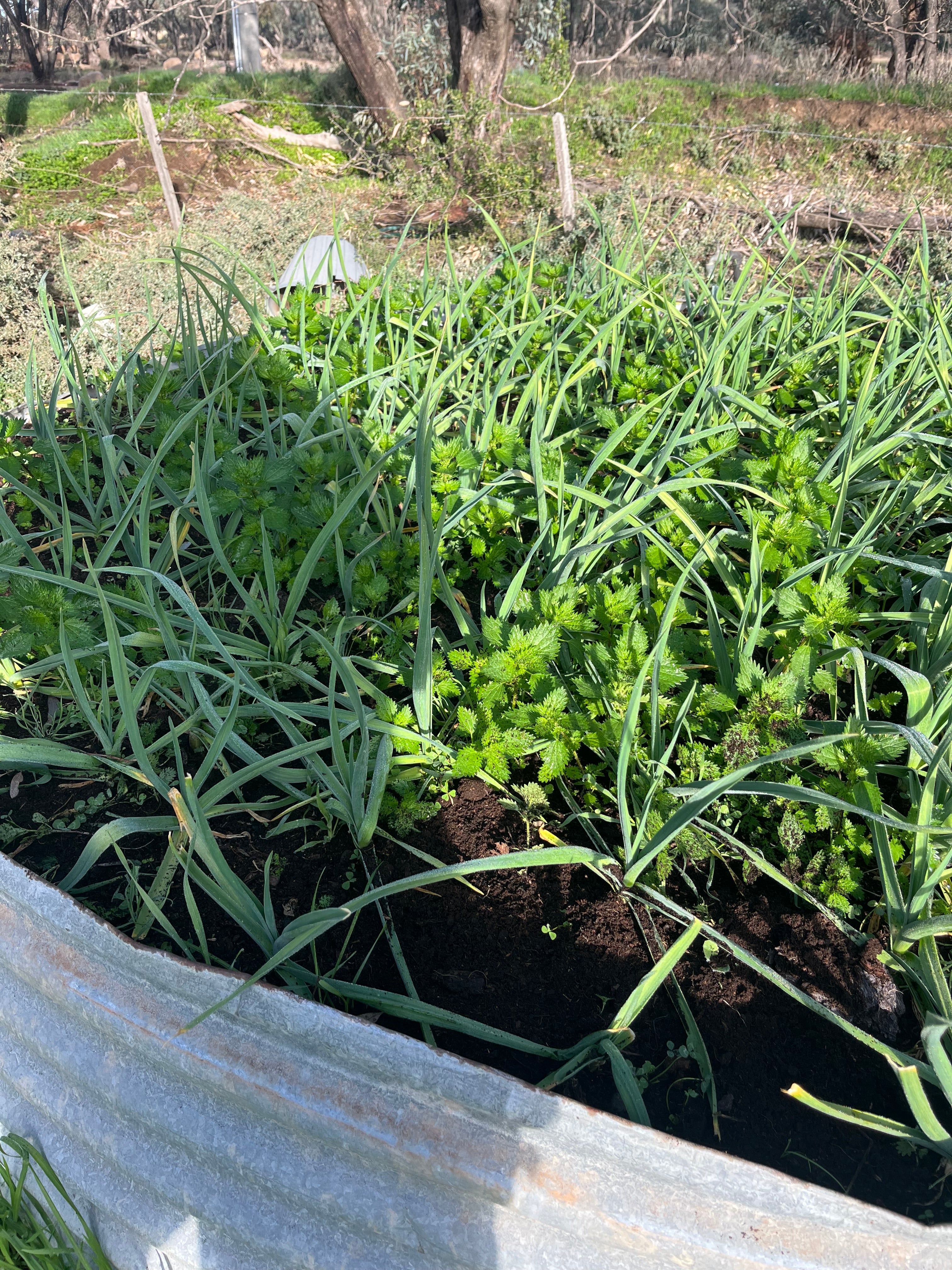 Fresh Purple Garlic – Hand Grown in Fernihurst, Australia (Seasonal Harvest)