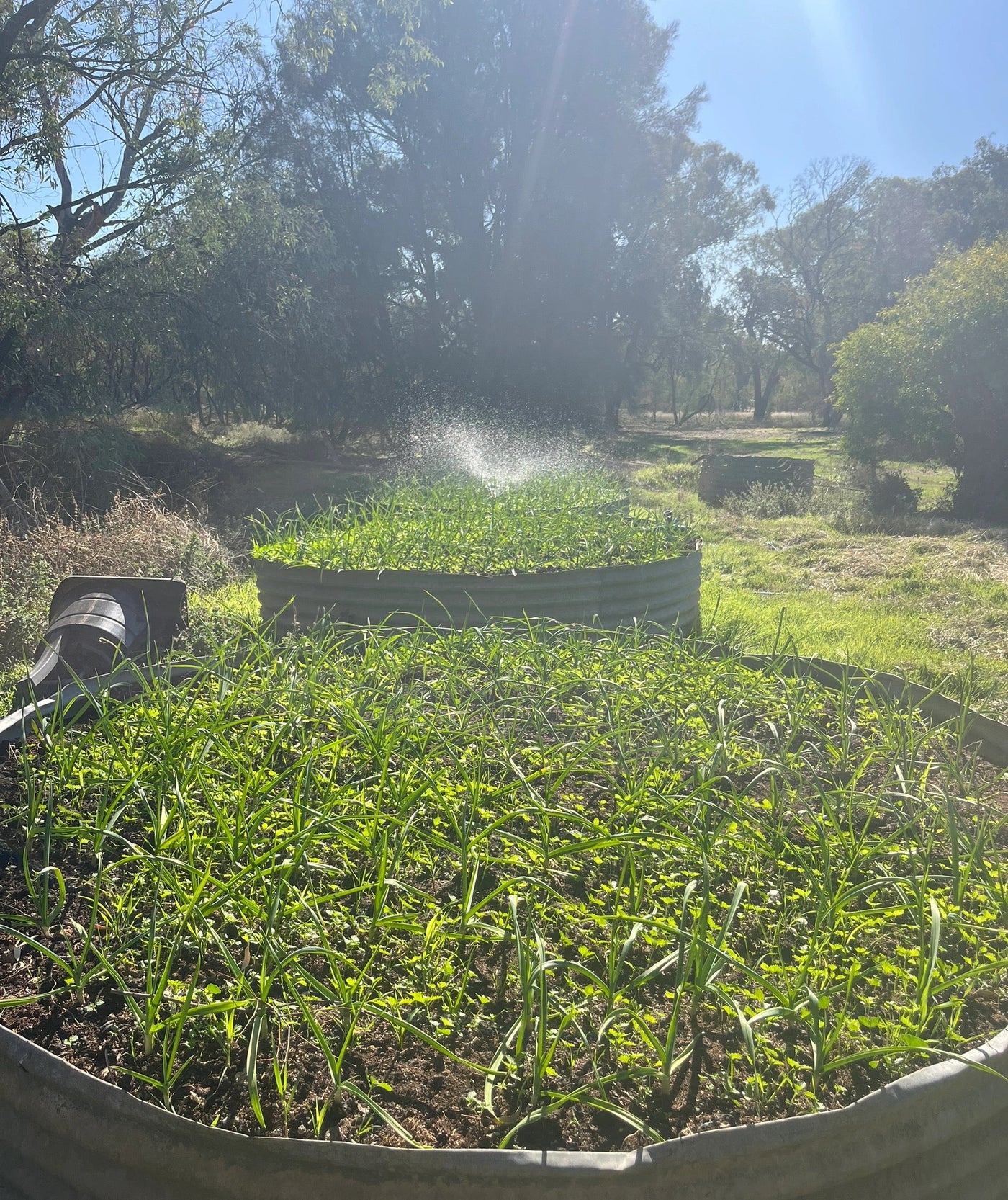 Fresh Purple Garlic – Hand Grown in Fernihurst, Australia (Seasonal Harvest)