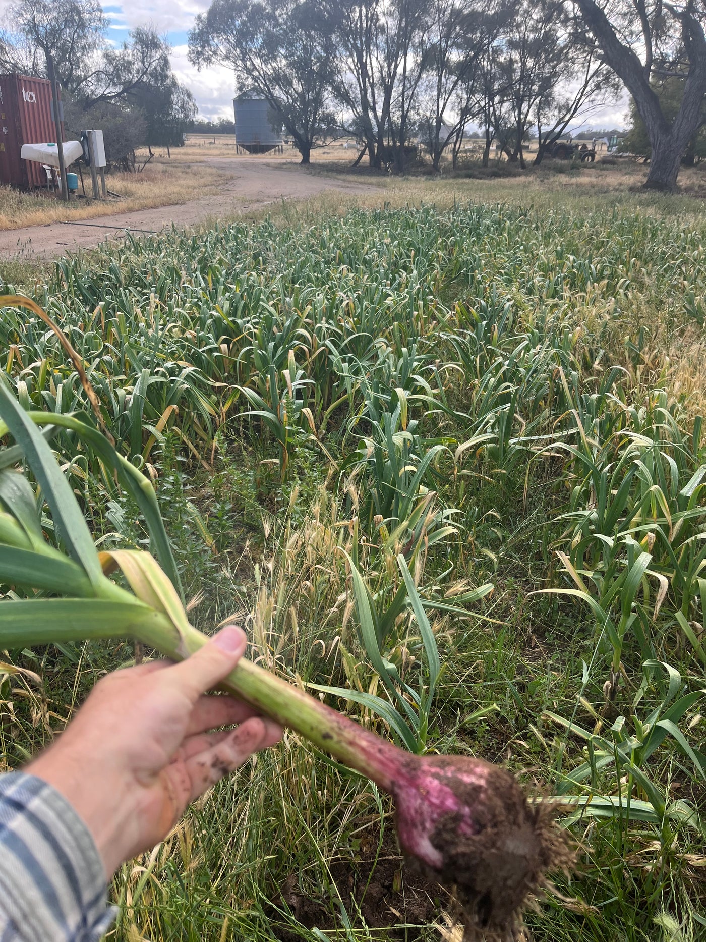 Fresh Purple Garlic – Hand Grown in Fernihurst, Australia (Seasonal Harvest)