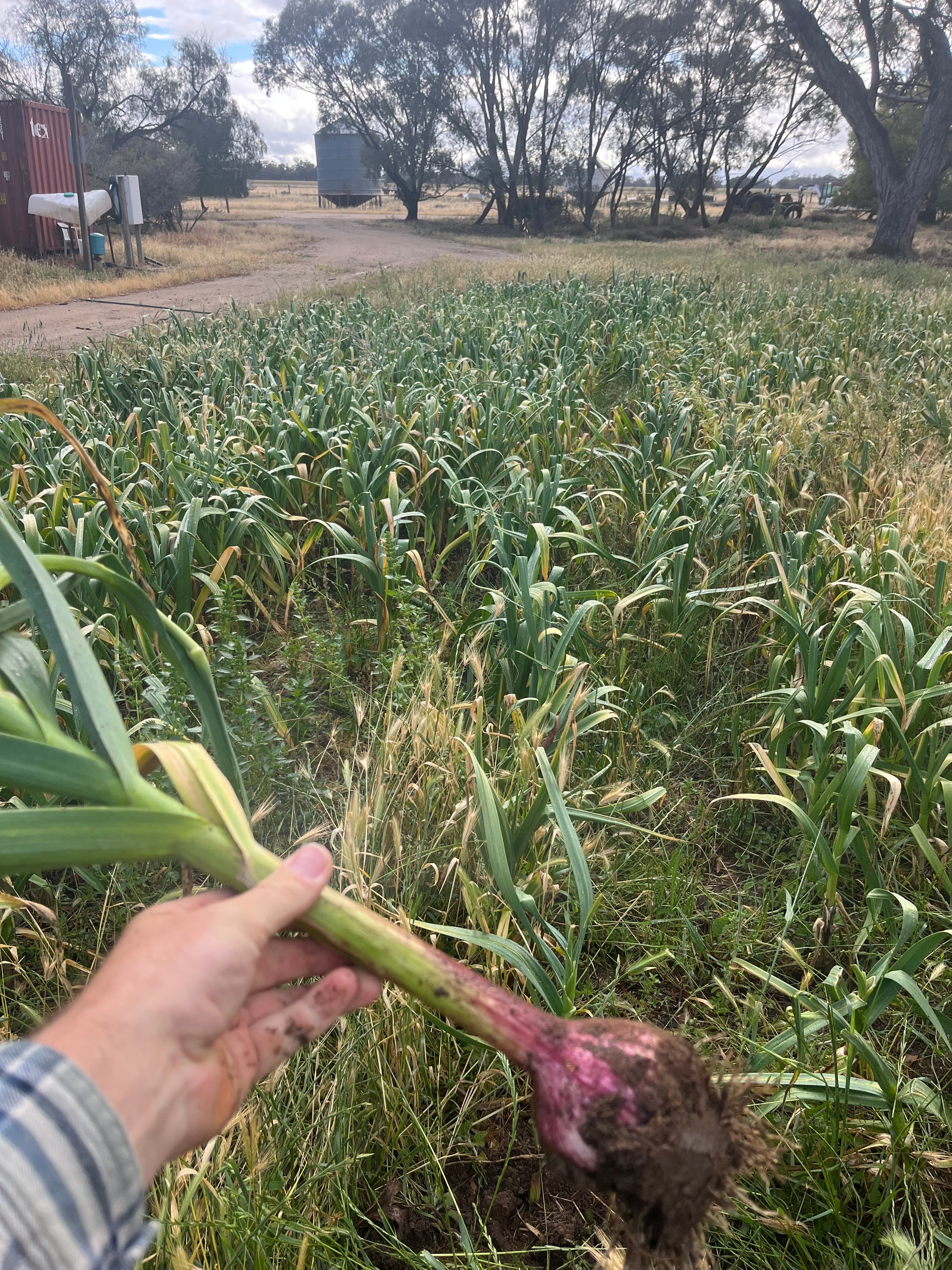 Fresh Purple Garlic – Hand Grown in Fernihurst, Australia (Seasonal Harvest)