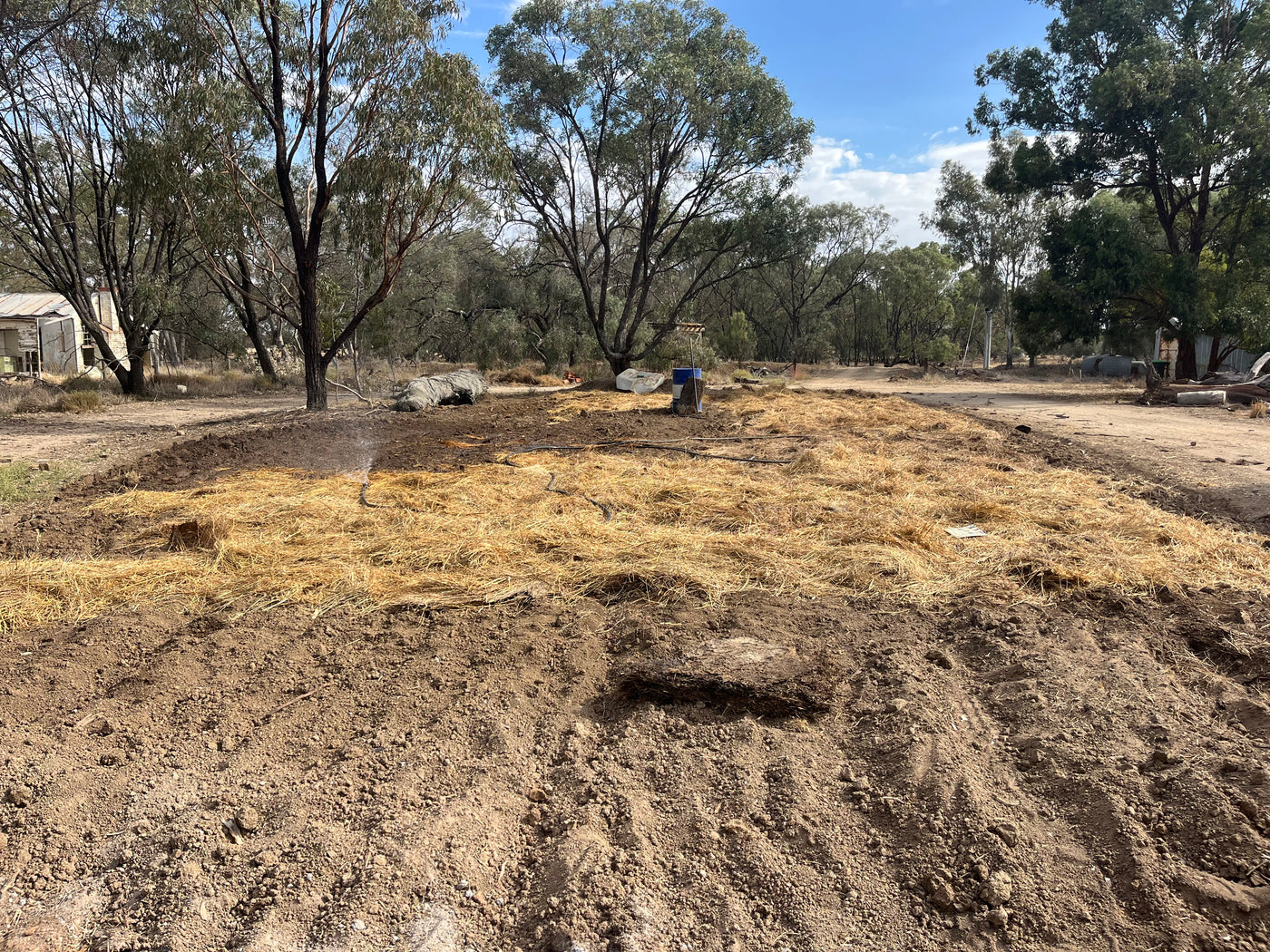 Fresh Purple Garlic – Hand Grown in Fernihurst, Australia (Seasonal Harvest)