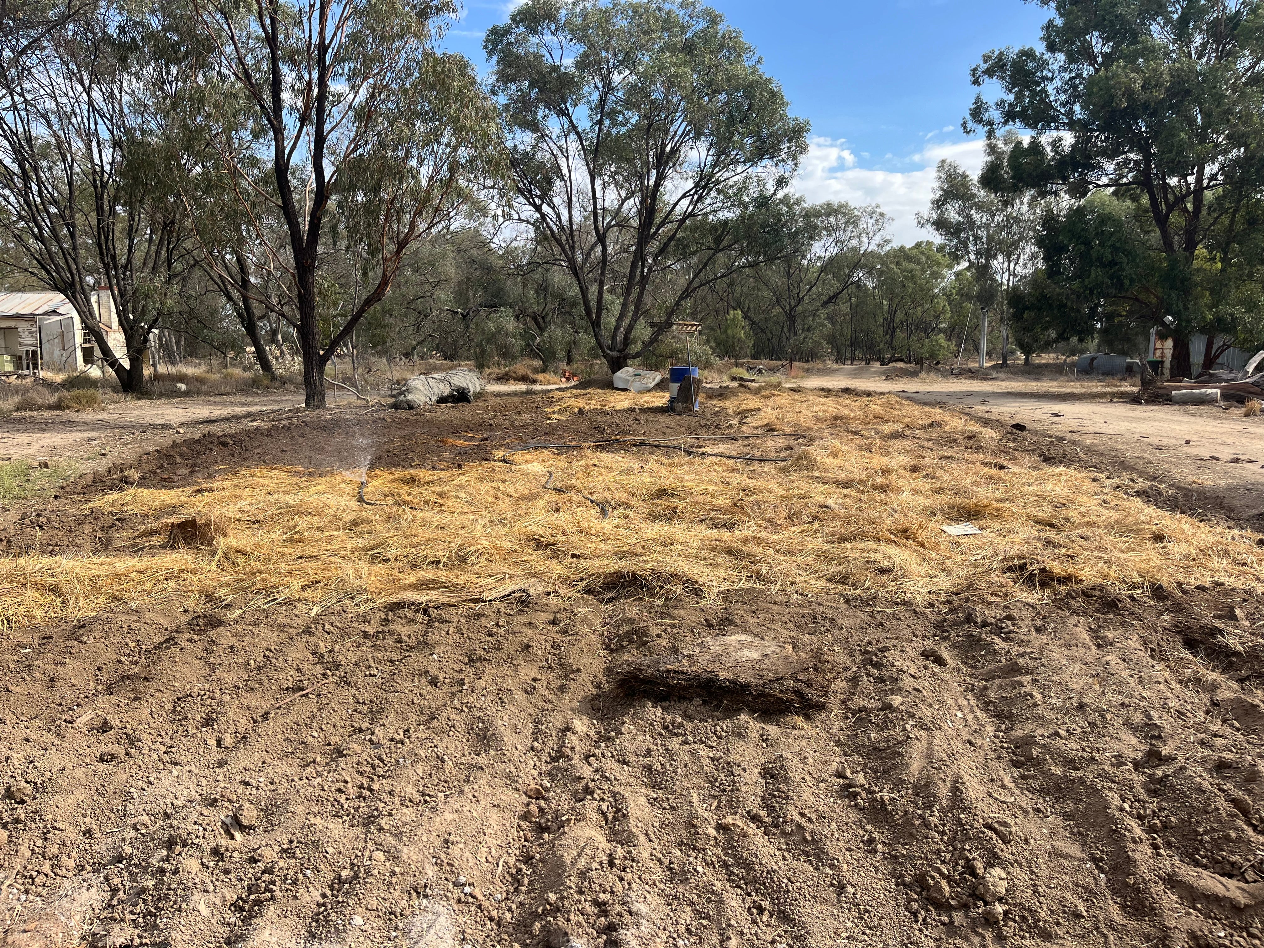 Fresh Purple Garlic – Hand Grown in Fernihurst, Australia (Seasonal Harvest)