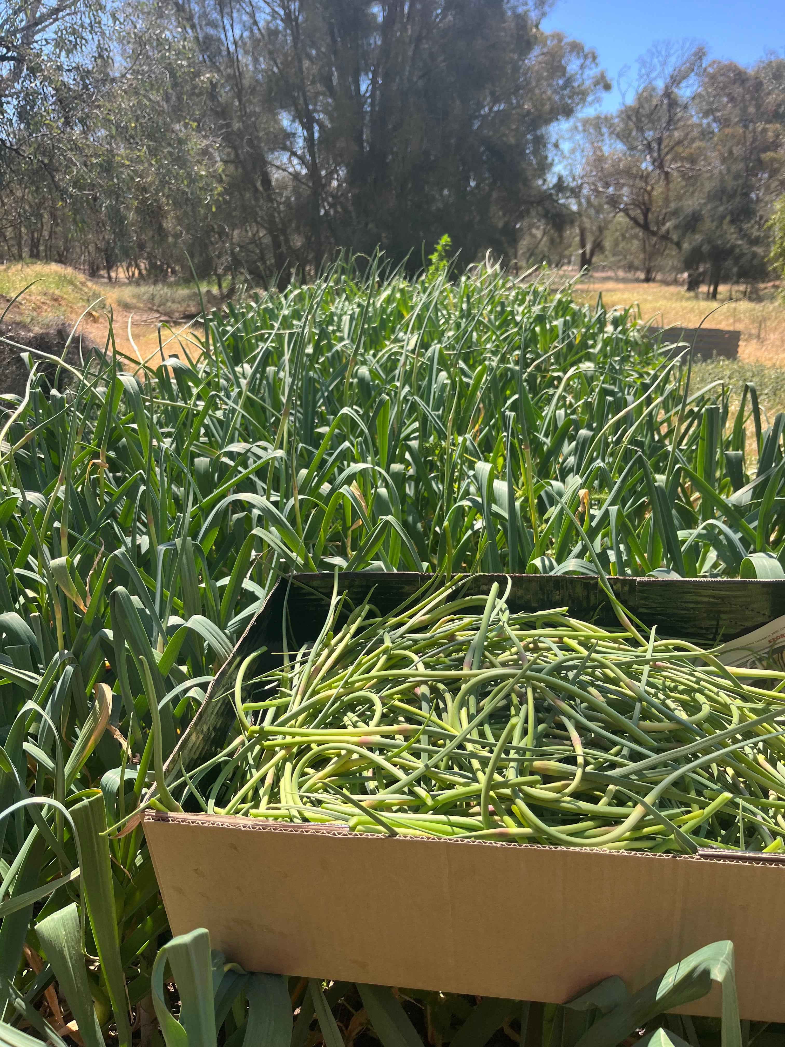 Fresh Purple Garlic – Hand Grown in Fernihurst, Australia (Seasonal Harvest)