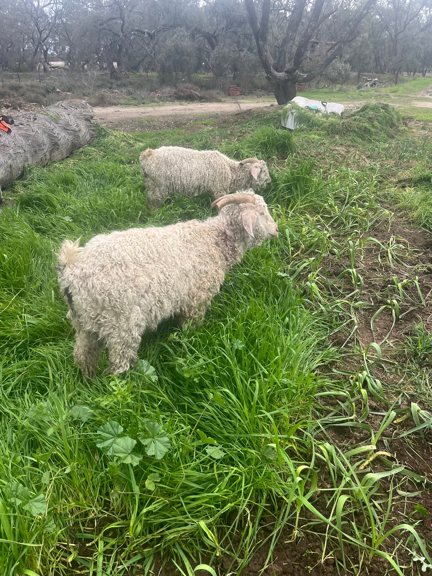 Fresh Purple Garlic – Hand Grown in Fernihurst, Australia (Seasonal Harvest)