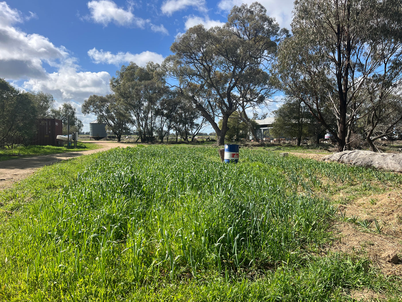Fresh Purple Garlic – Hand Grown in Fernihurst, Australia (Seasonal Harvest)