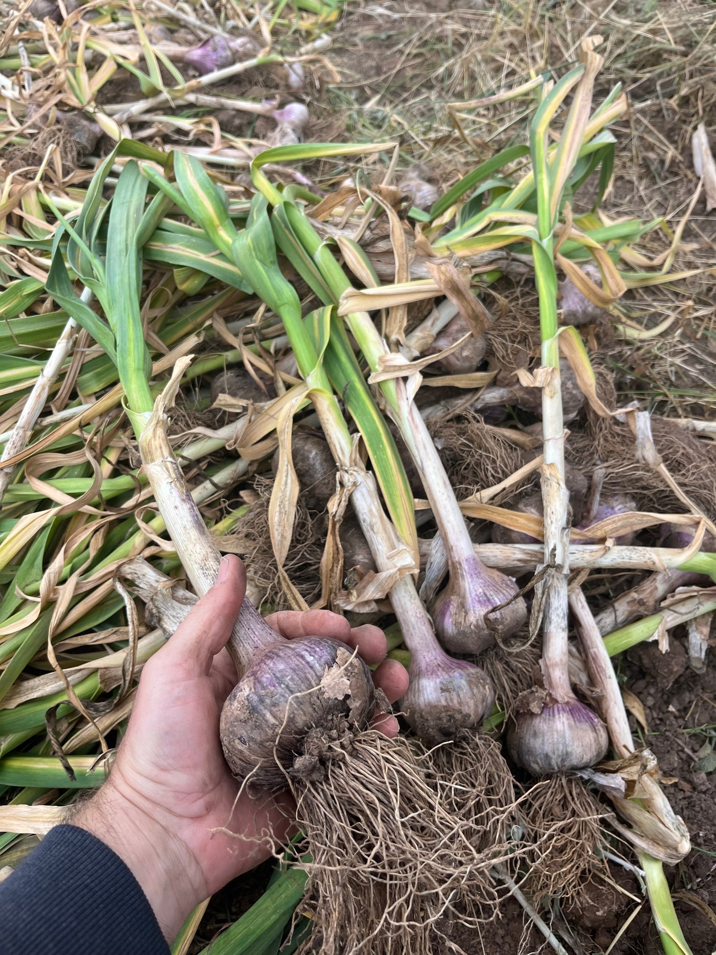 Fresh Purple Garlic – Hand Grown in Fernihurst, Australia (Seasonal Harvest)