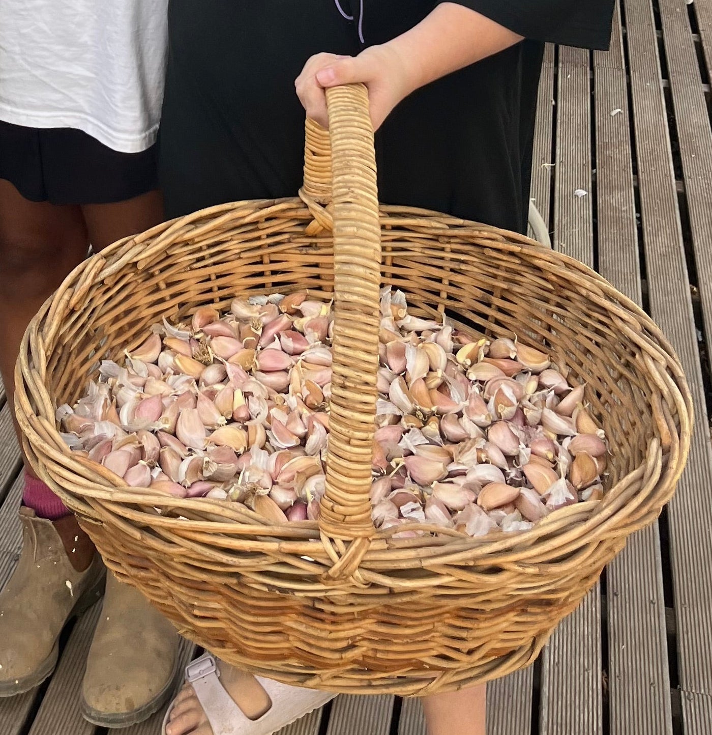 Fresh Purple Garlic – Hand Grown in Fernihurst, Australia (Seasonal Harvest)