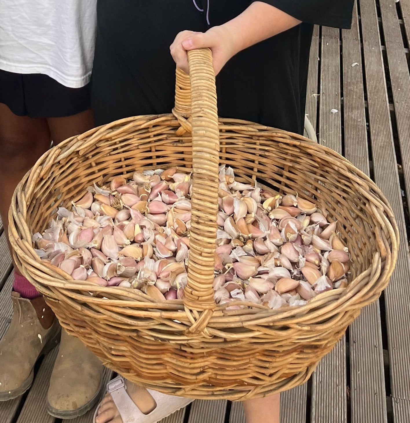 Fresh Purple Garlic – Hand Grown in Fernihurst, Australia (Seasonal Harvest)