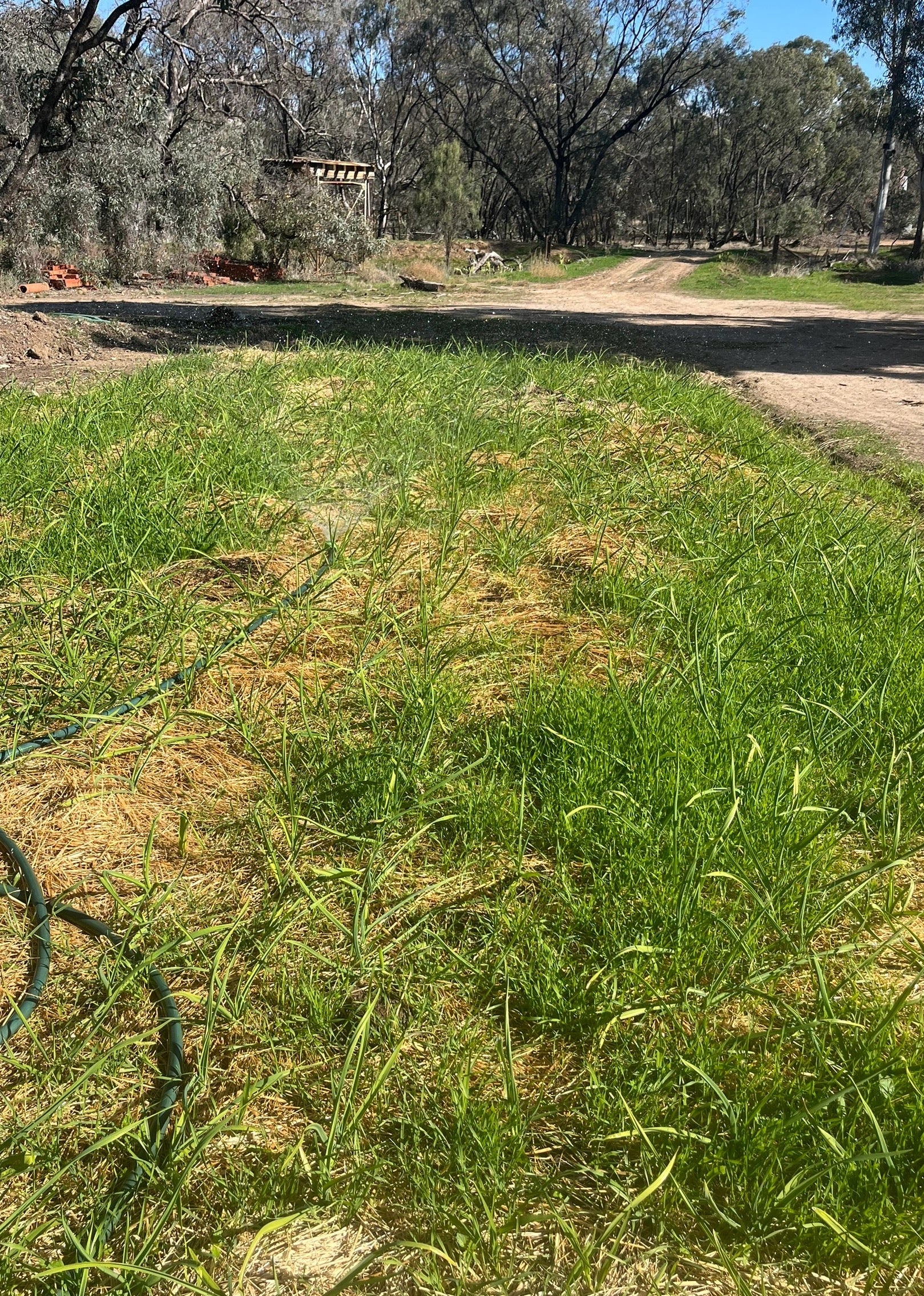 Fresh Purple Garlic – Hand Grown in Fernihurst, Australia (Seasonal Harvest)