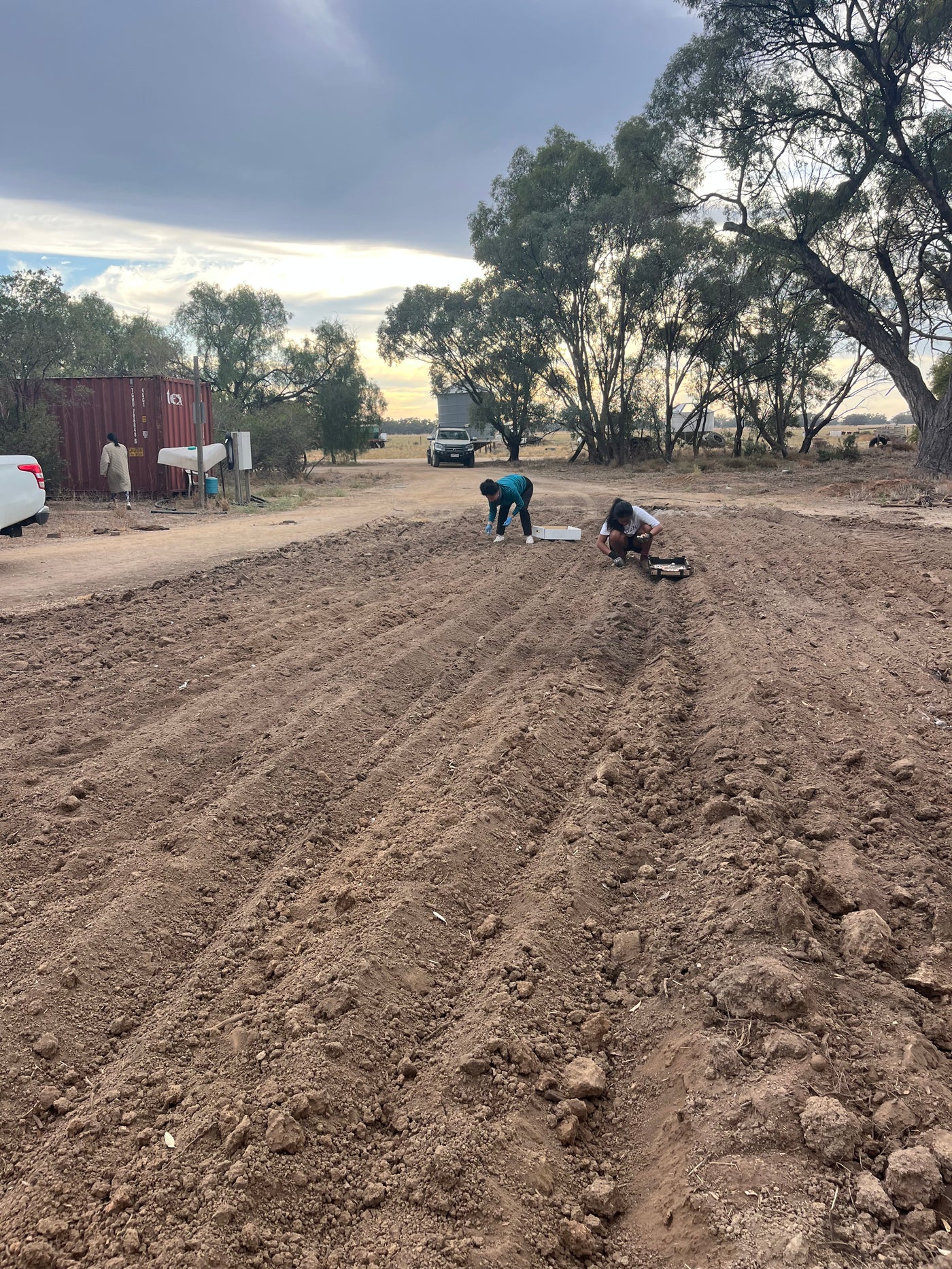 Fresh Purple Garlic – Hand Grown in Fernihurst, Australia (Seasonal Harvest)