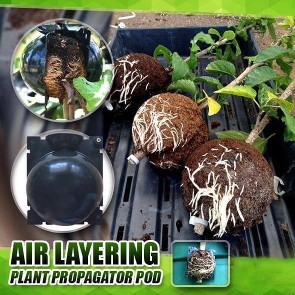 Plant Rooting Ball